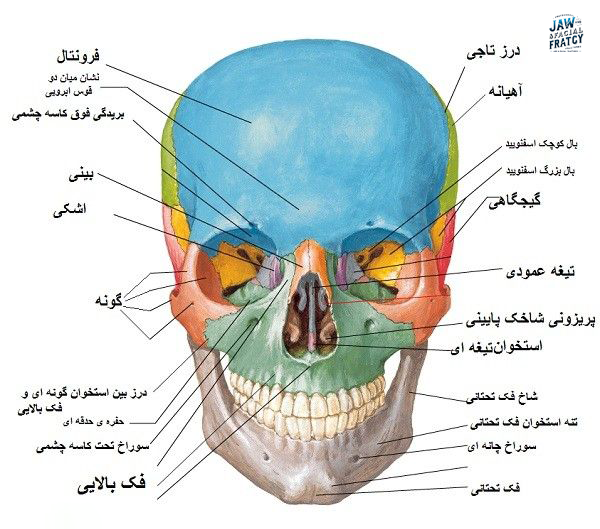 انواع شکستگی‌های صورت